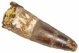 Fossil Spinosaurus Tooth - Real Dinosaur Tooth #348639-1